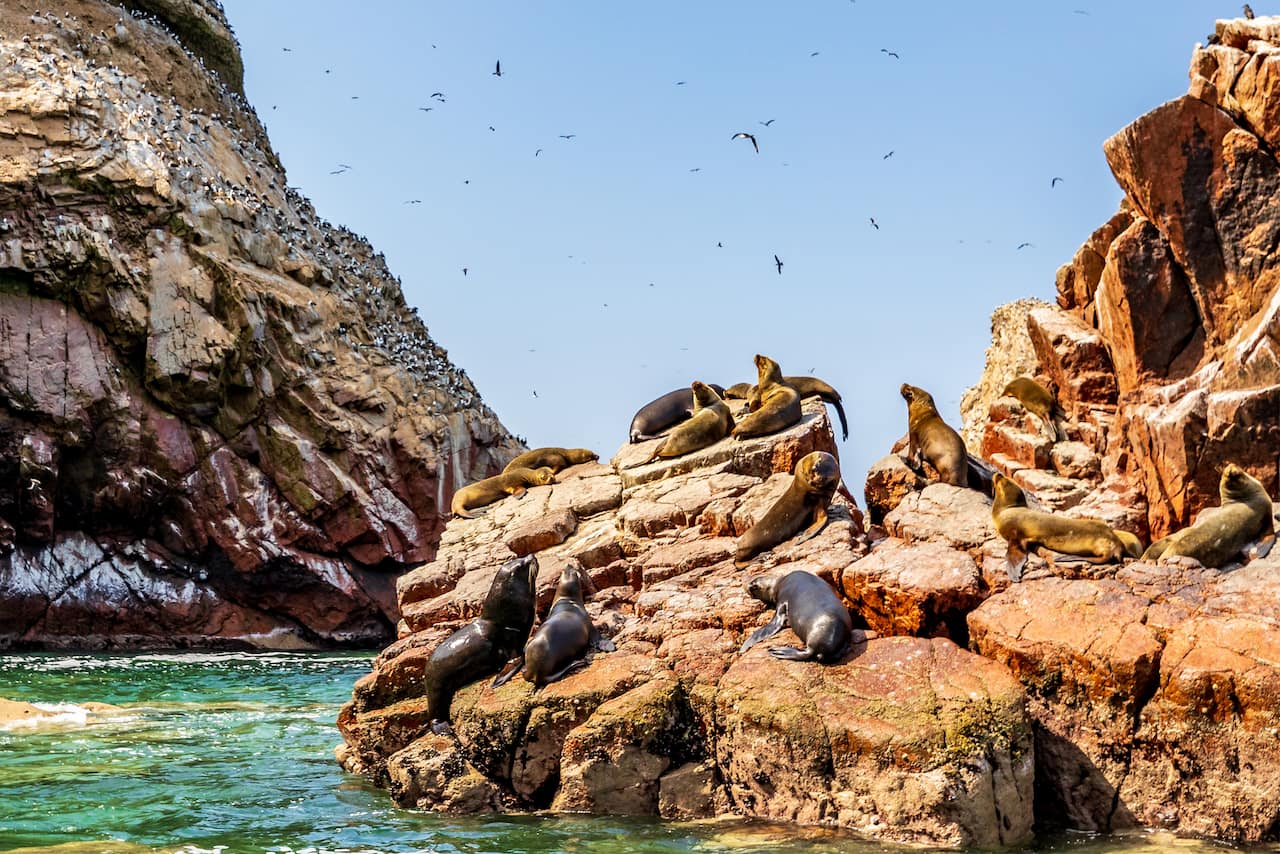 Islas-Ballestas-con-See-Perú-Travel
